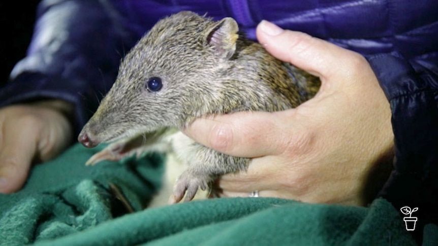 Person holding grey-haired marsupial with long snout