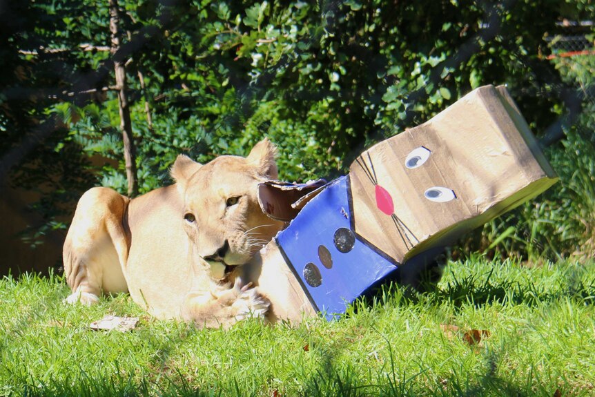 Adelaide Zoo lioness gets easter treats