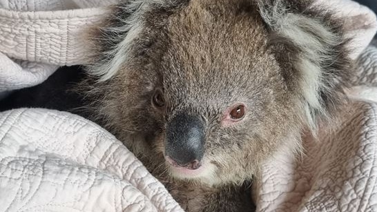 A koala in a blanket