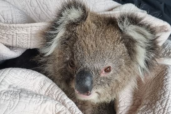 A koala in a blanket