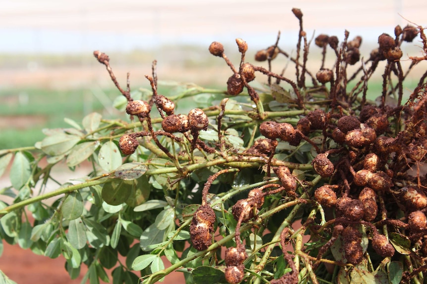 A close-up of a crop of peanuts.