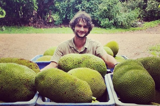 Man stands among tubs full of large green oblong jackfruit with bumpy skin.
