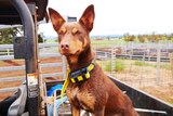 A kelpie on the back of a vehicle with a yellow GPS collar on.