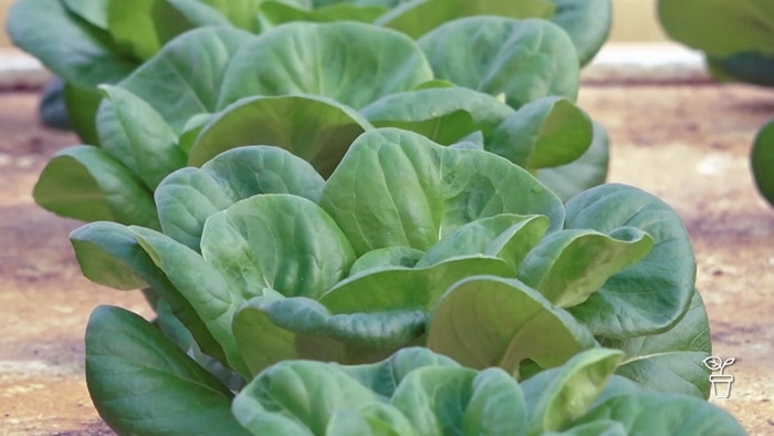 Green-leafed lettuces growing in plastic tubs indoors