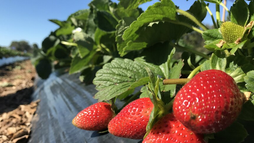 Strawberries in a field.