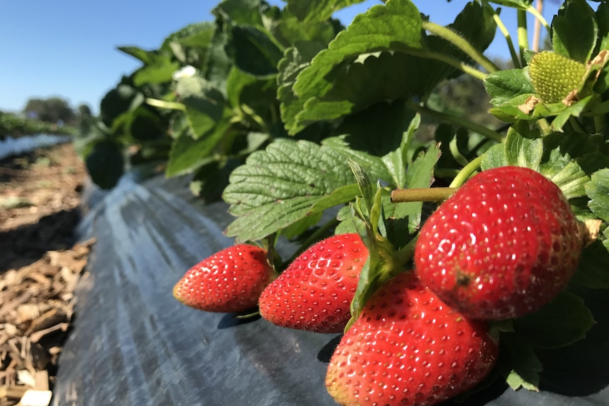 Strawberries in a field.