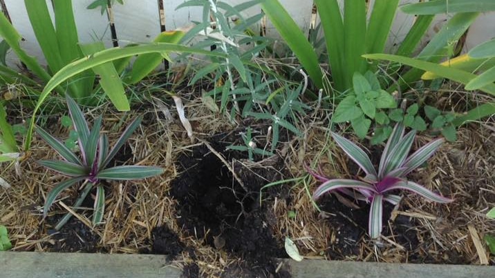 A shallow garden bed filled with plants with one empty hole in the middle.