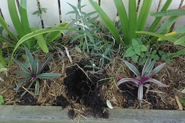 A shallow garden bed filled with plants with one empty hole in the middle.