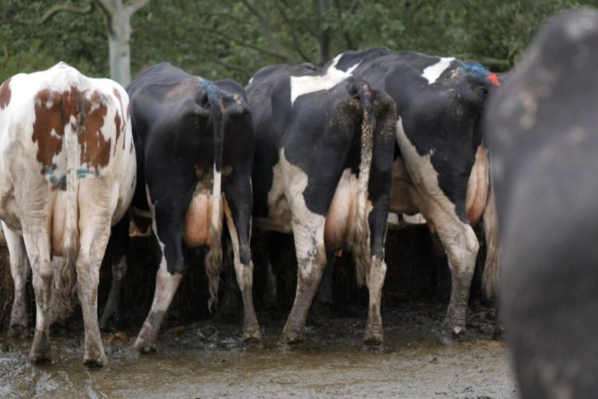 back shot of cows with heavy udders standing in muddy pen