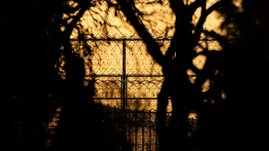 A barbed wire fence pictured through trees against an orange sky