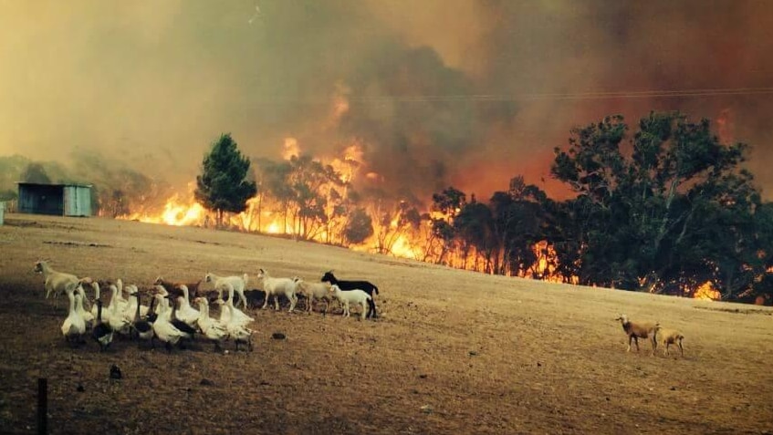 Sampson Flat fire in the Adelaide Hills