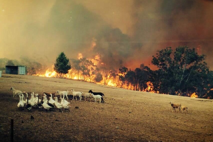 Sampson Flat fire in the Adelaide Hills