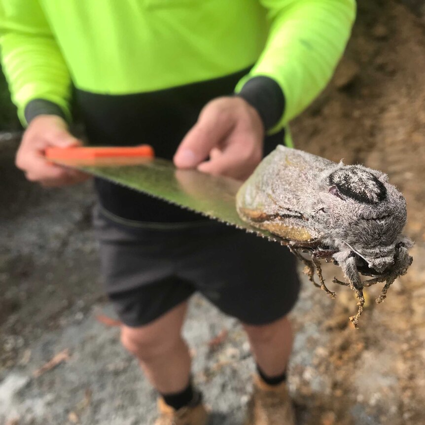 A worker in high visibility work clothes holds a saw with a huge grey moth about the size of two fists balanced on the end.