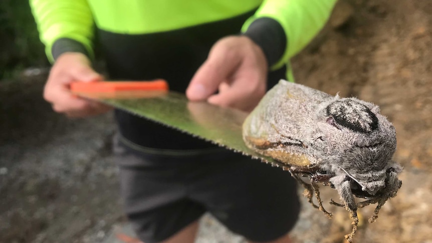 A worker in high visibility work clothes holds a saw with a huge grey moth about the size of two fists balanced on the end.