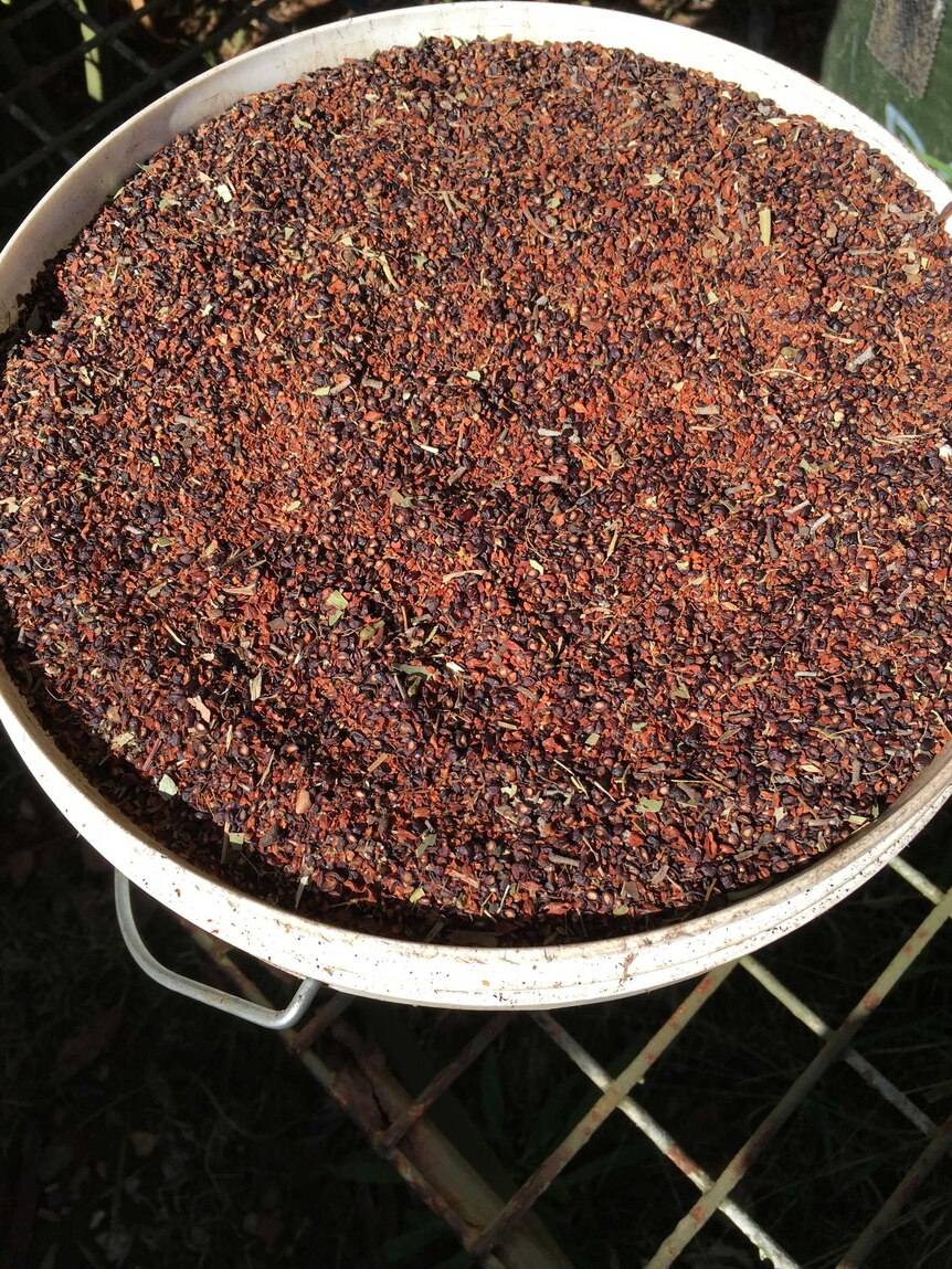 Dry seeds in a large bucket.