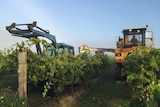 Machines harvesting vines in the Hunter Valley