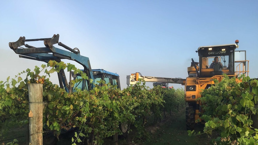 Machines harvesting vines in the Hunter Valley