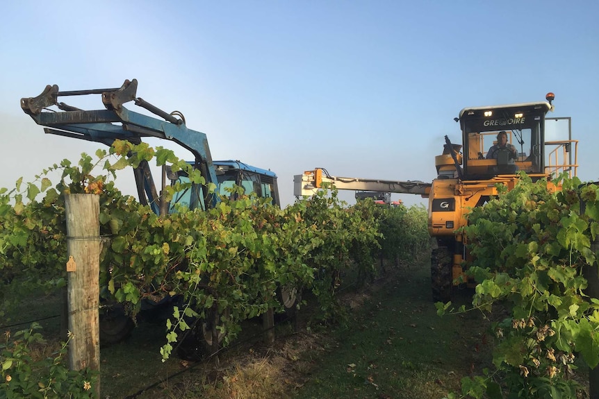 Machines harvesting vines in the Hunter Valley