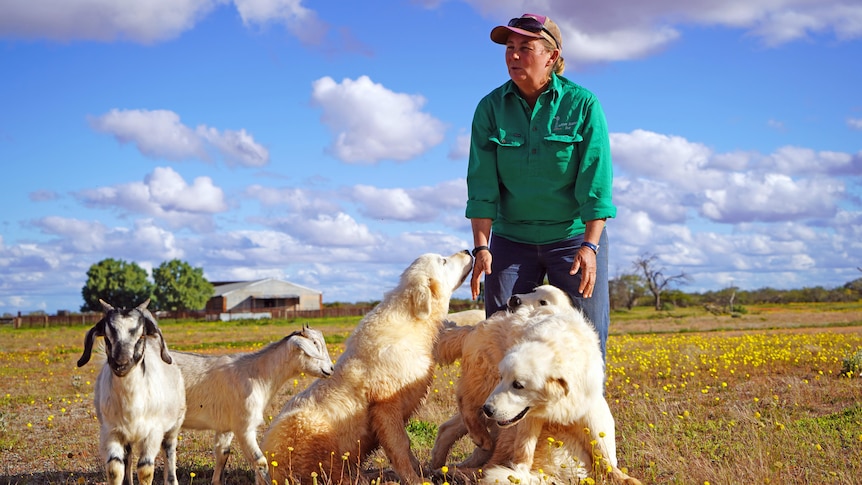 A woman stands in wildflowers surrounded by dogs and goats