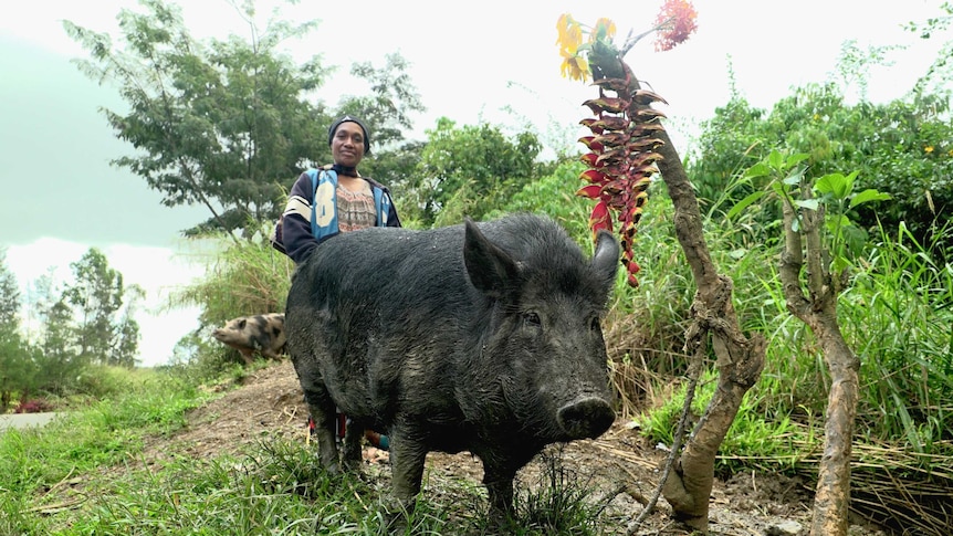 A PNG local stands behind their pig.