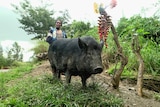 A PNG local stands behind their pig.