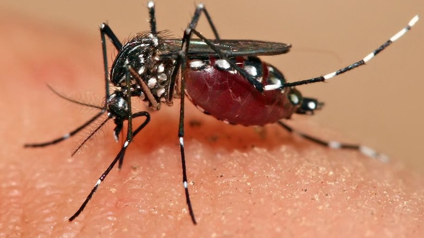 Nyamuk Aedes aegypti sedang mengisap darah
