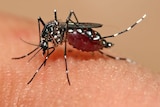 Aedes aegypti mosquito feeding.