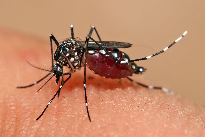 A black mosquito with white spots all over its body drinks blood from a human host