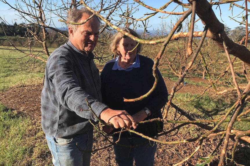 Hail-damaged fruit trees