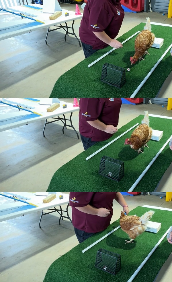3 photos of a chicken pecking a goal into a mini soccer pitch goals