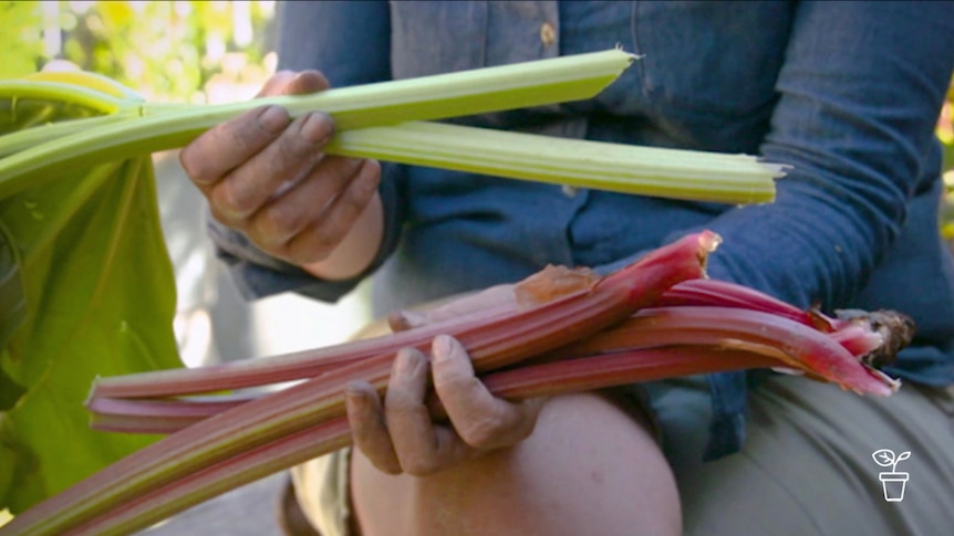 Hands holding green-stemmed and red-stemmed rhubarb