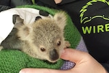 Emma meddows with koala