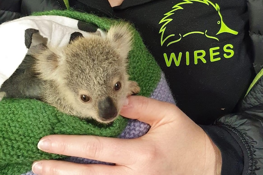 Emma meddows with koala