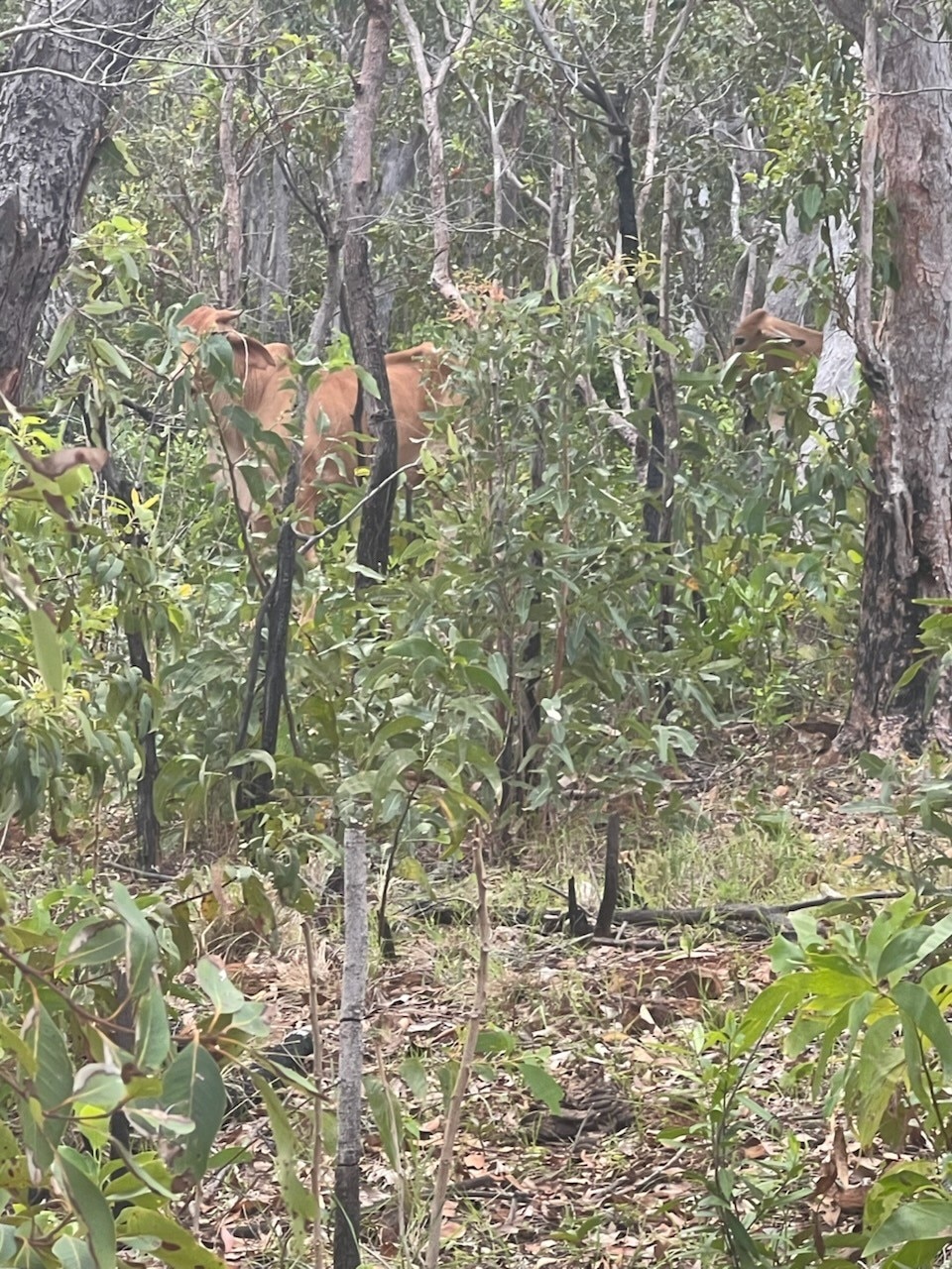 Cows found on tropical island national park months after major flood