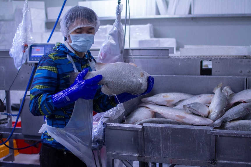 a worker in a hair net holding a fish with barramundi behind.