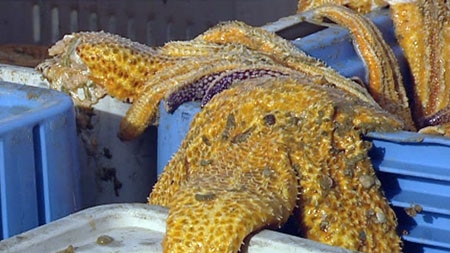 Northern Pacific sea star