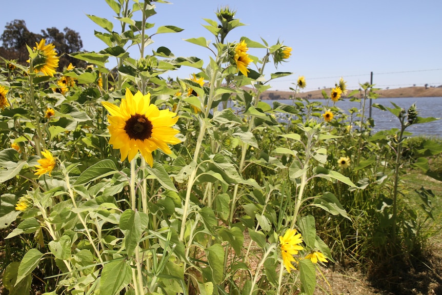 A crop of yellow sunflowers