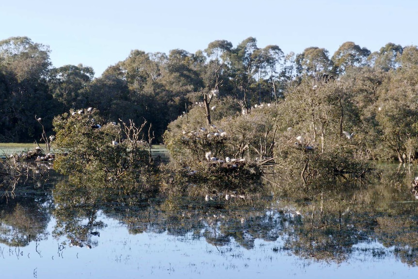 A large swamp pond with threes in the water in which birds are perched.