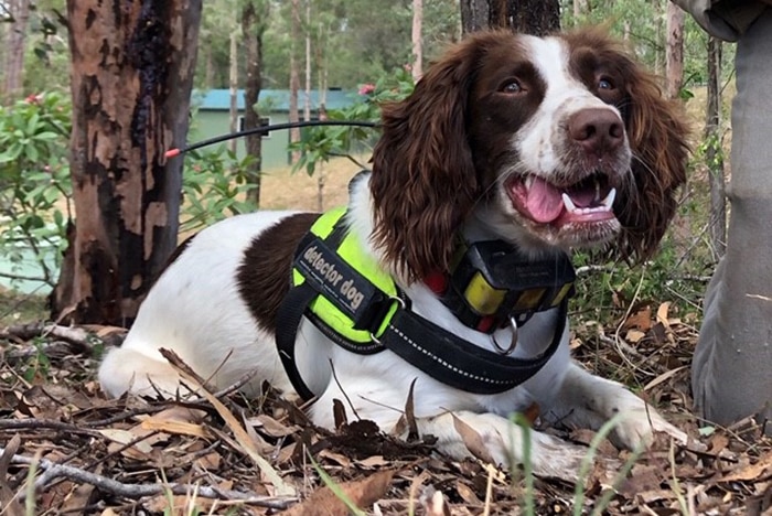 Danny, the English Springer spaniel, who helps Queensland Urban Utilities detect water leaks as a specially trained sniffer dog.