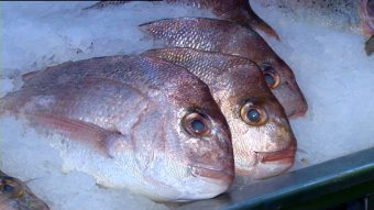 Fresh fish sitting on a bed of ice.