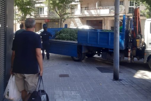 A man walks past as police lift marijuana plants onto a blue truck parked in a street.