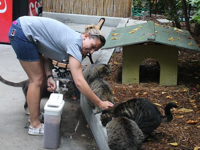 A volunteer bends down to pat one of several cats at the Hemingway Home Museum