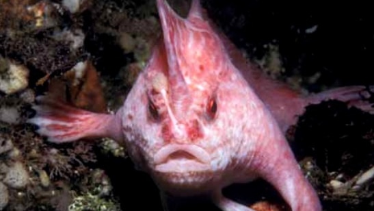 Pink handfish walking on the sea floor.