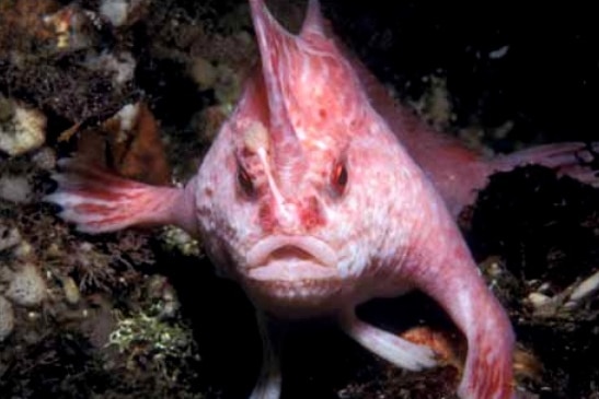 Rare pink handfish spotted for first time in 22 years, off coast of Tasmania 96eb9ebfceba59e97ca7aaec036455c3?impolicy=wcms_crop_resize&cropH=365&cropW=547&xPos=0&yPos=1&width=862&height=575