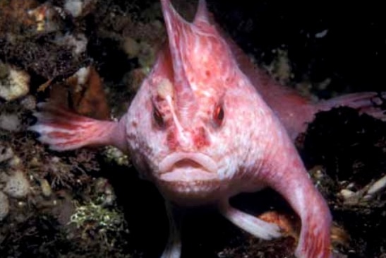 Pink handfish walking on the sea floor.