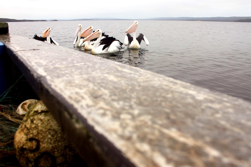 A group of pelicans by a fishing boat hoping to be thrown a fish