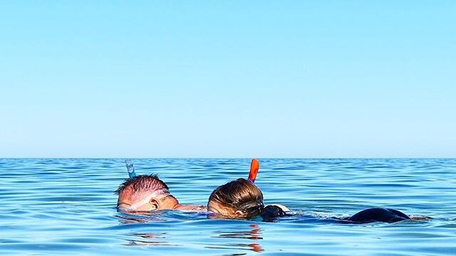 Two swimmers snorkel in the ocean.