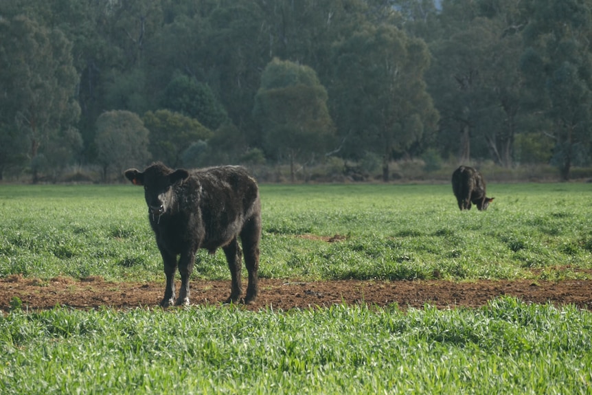 A young cow in a paddock.