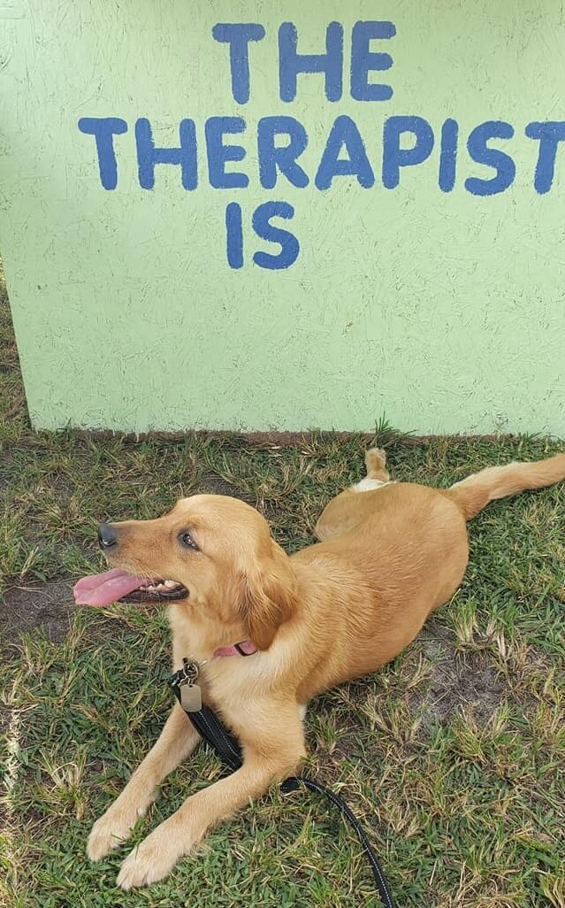 A light-brown coloured dog lies in front of a wall with the writing "the therapist is"