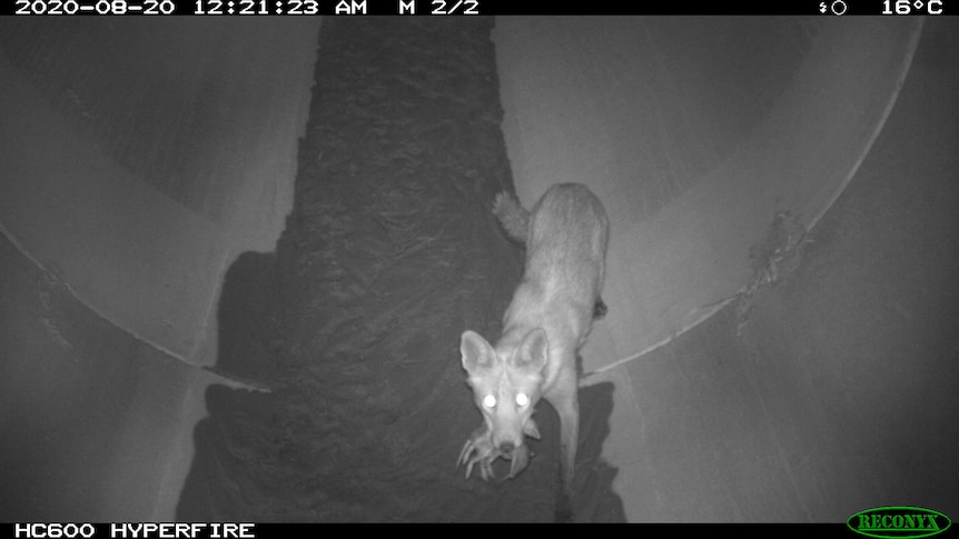 A fox using the corridors.